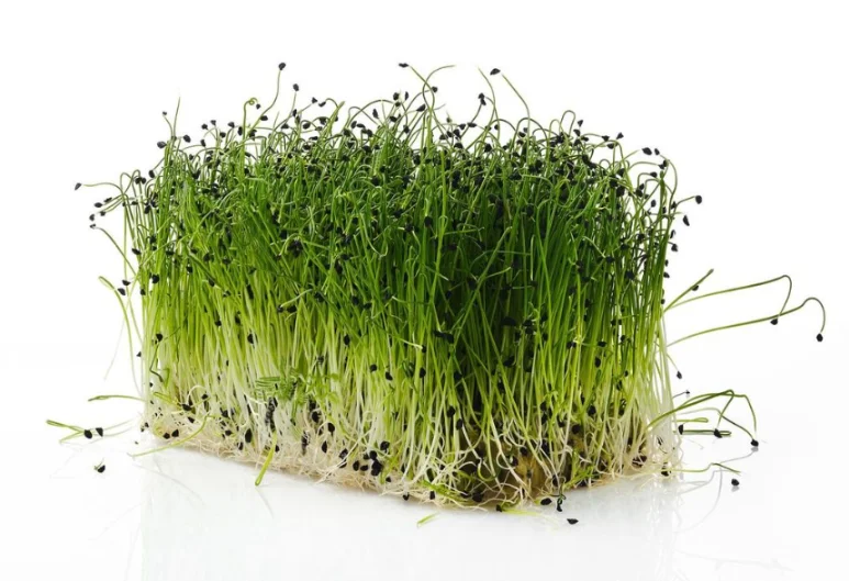 Микрозелень лука XXL